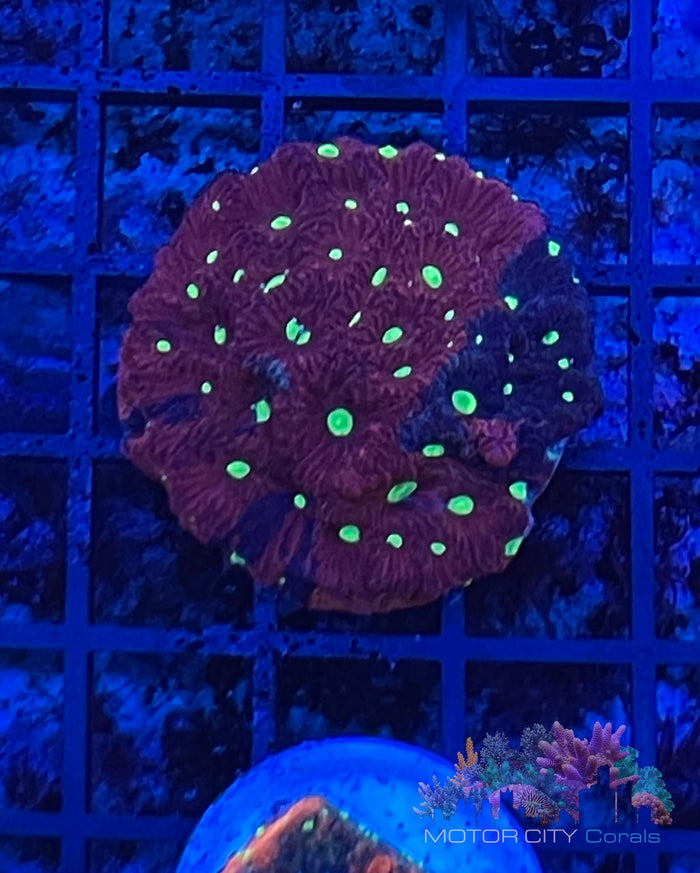 2 faced war coral