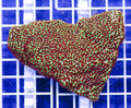 AAF Aquacultured Premium Green Encrusting Montipora