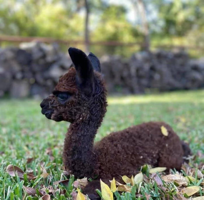 Alpaca Dryer Balls