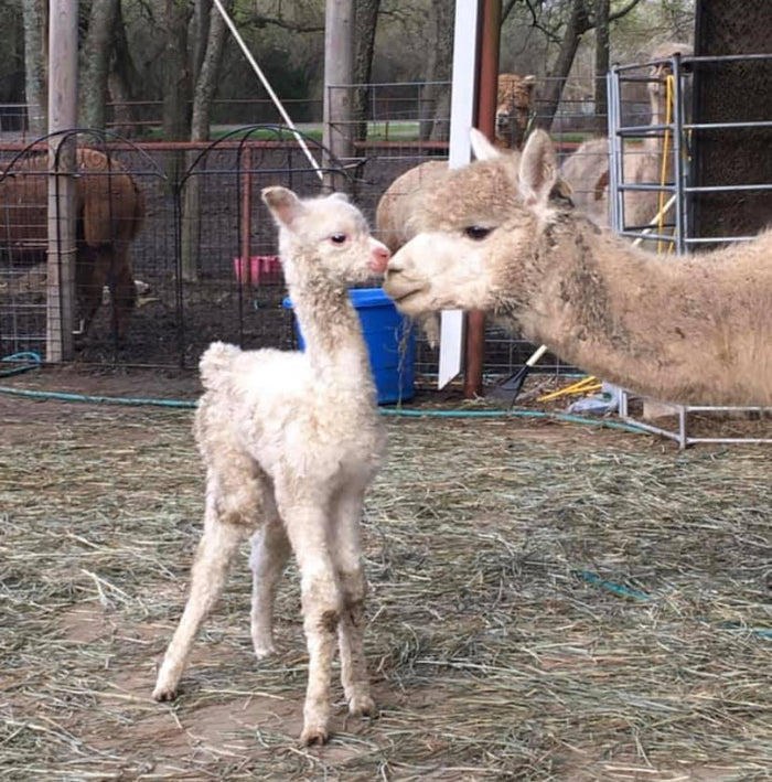 Alpaca Dryer Balls