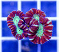 Australian Ultra Caulastrea