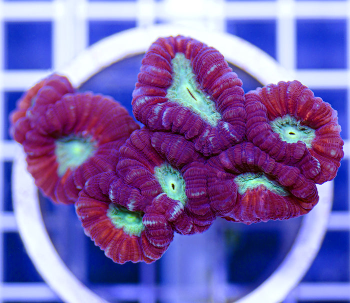 Australian Ultra Caulastrea