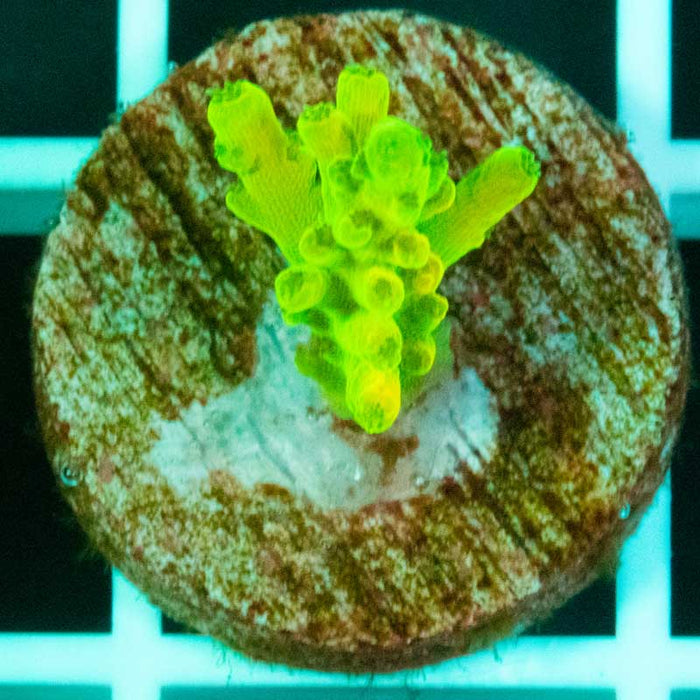 CC Citrus Bomb