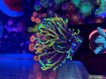 Cherry Corals 21 tails torch