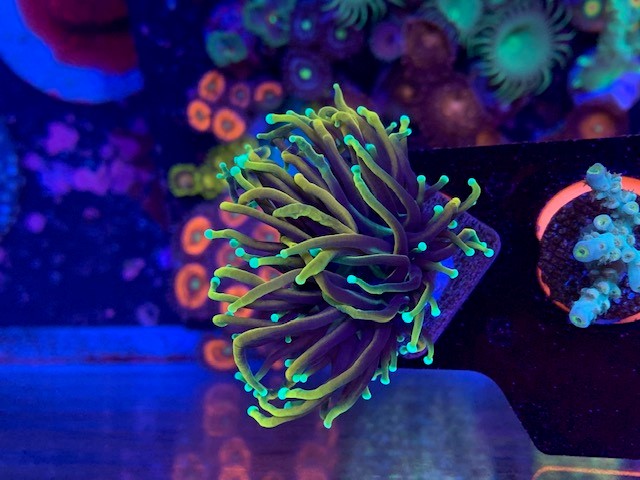 Cherry Corals 21 tails torch