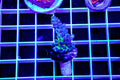 MotorCityCorals, Calitort