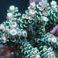 MotorCityCorals, "Candy Cane "