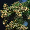MotorCityCorals, " Yellow Jacket"
