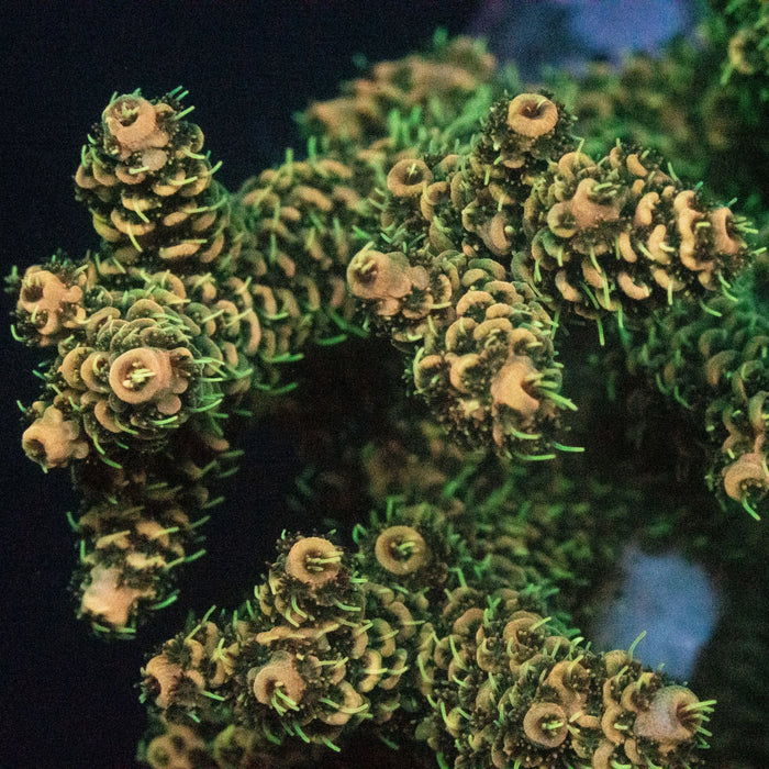 MotorCityCorals, " Yellow Jacket"