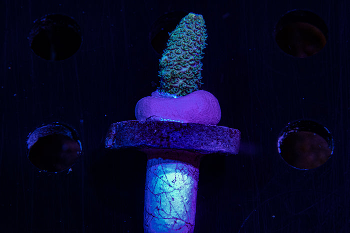 Palmers blue Millipora