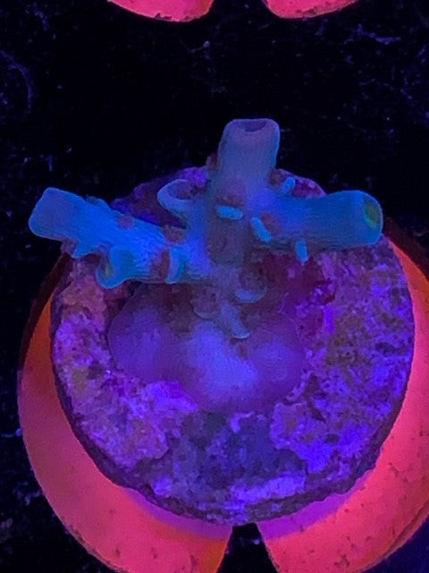 Reef Raft, Ultimate Orange passion