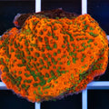 RR Tropic Thunder XL