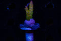 Two Guys coral, Creamcicle