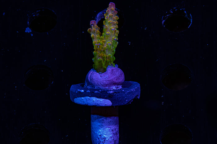 Two Guys coral, Creamcicle