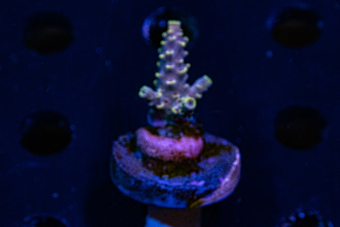 WWC , After party, acropora