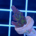 WWC yellow tip