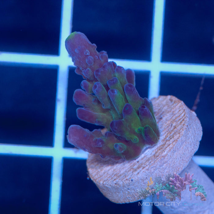 WWC yellow tip